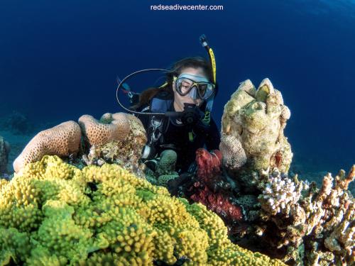 Red sea dive center 