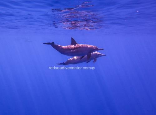 Red sea dive center dolphins aqaba red sea jordan