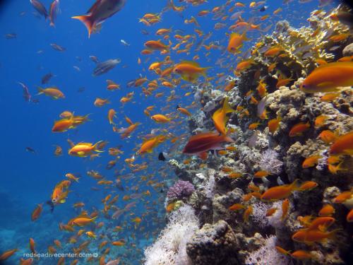 Red sea dive center goldfish