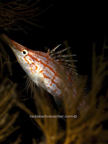 Red sea dive center 