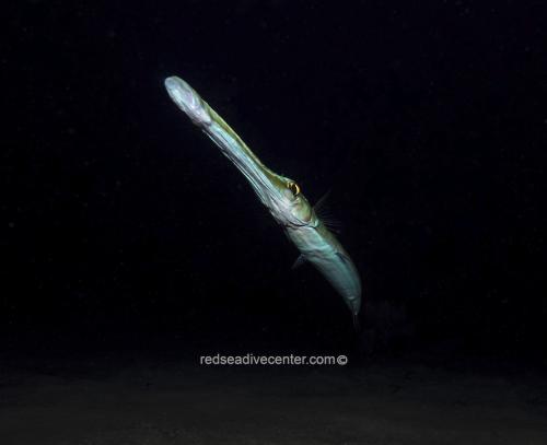 Red sea dive center 