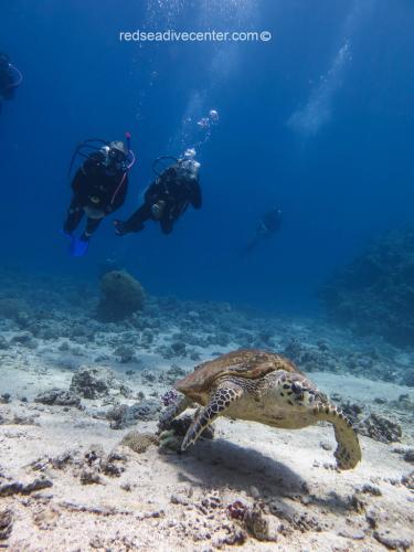 Red sea dive center turtle